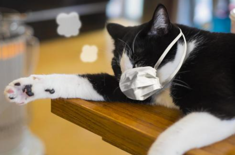 猫