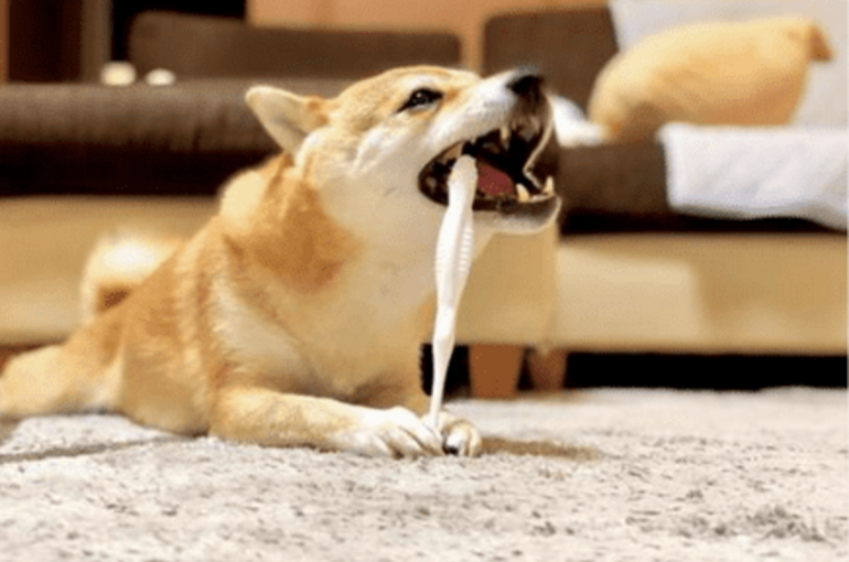 犬