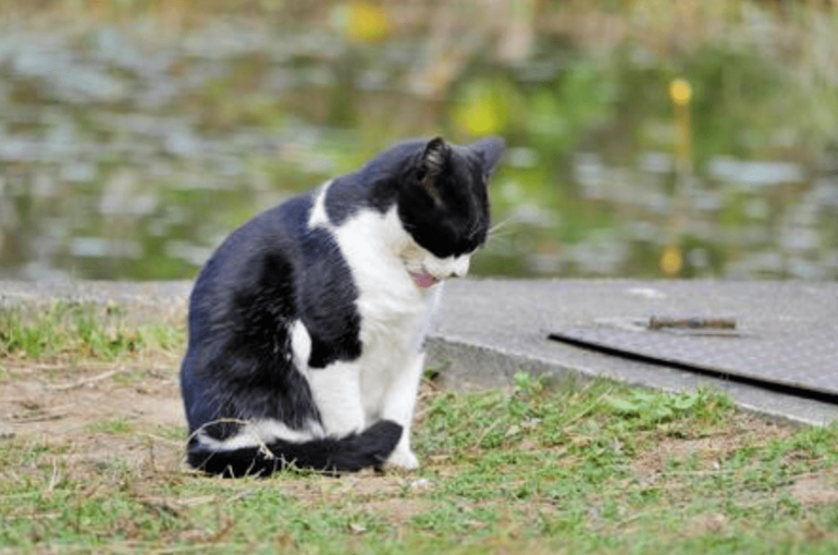 猫