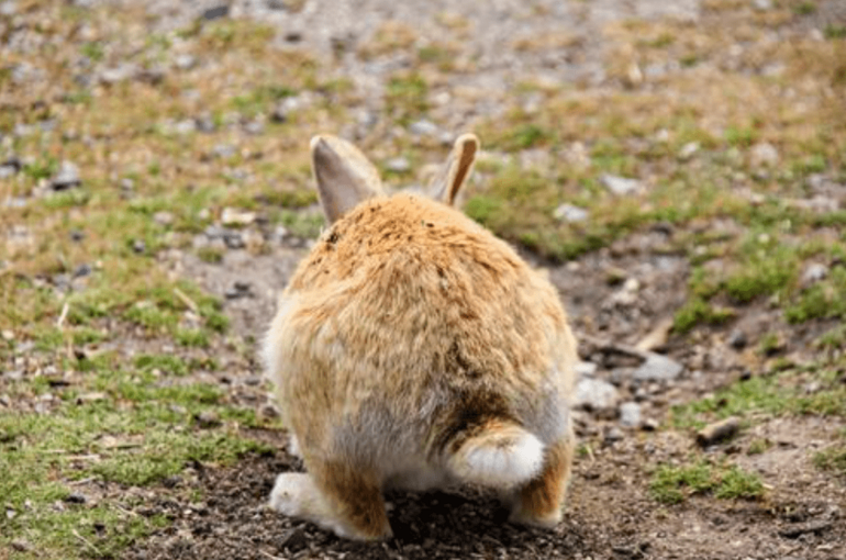 ウサギ