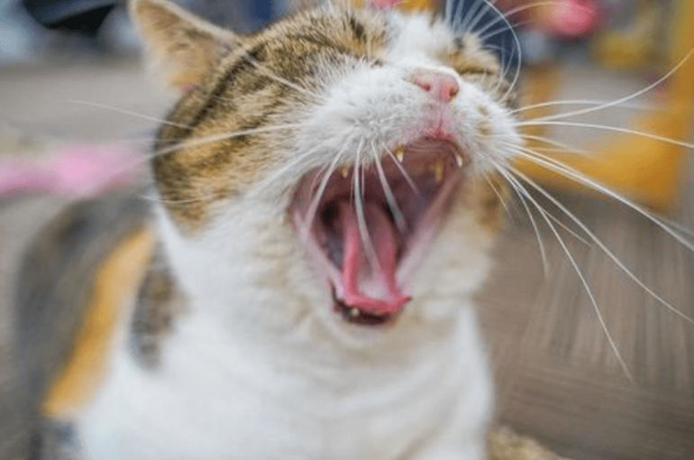 猫