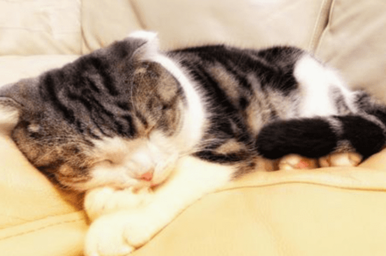 寝ている猫