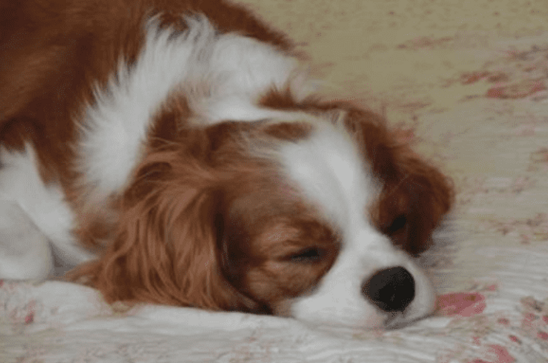 犬