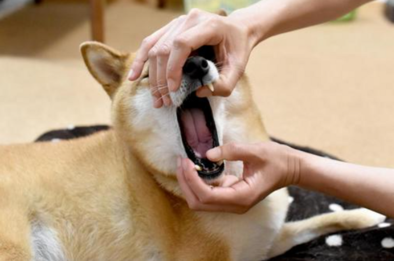 犬
