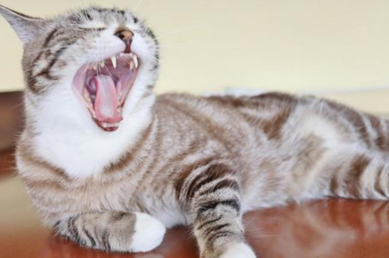 猫