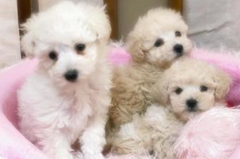 子犬