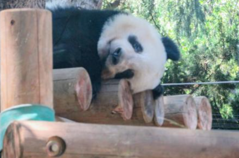 パンダ